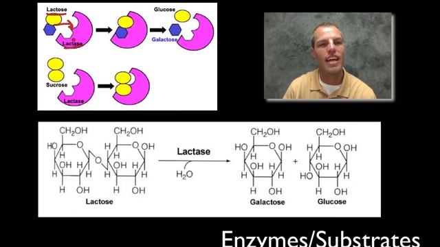 Speed It Up With Enzymes смотреть онлайн