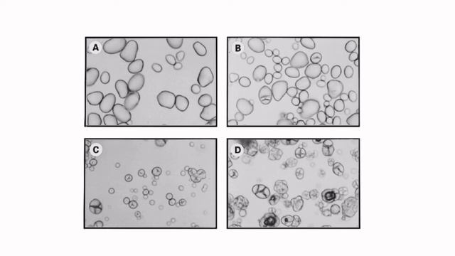 Let's Learn Food Science - Carbohydrates in Foods - Function смотреть онлайн