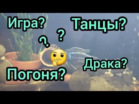 меланохромис майнгано - брачные танцы (Melanochromis Cyaneorhabdos) смотреть онлайн