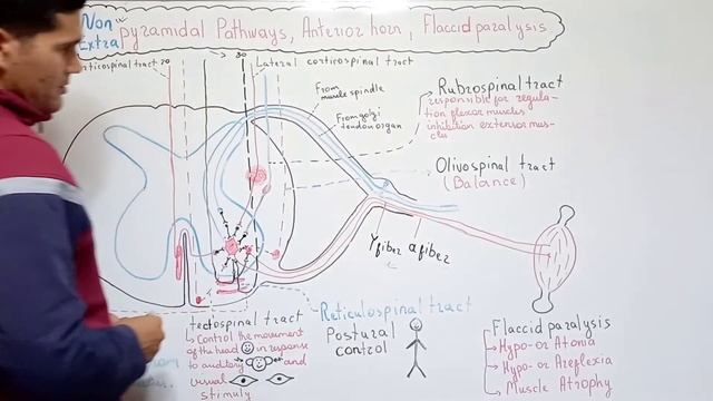 NOPIRAMIDAL va EXTRAPIRAMIDAL YO'LLAR | OLDINGI SHOX | FLACCID PARALYSIS смотреть онлайн