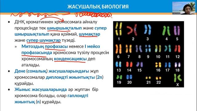 Хромосома құрылысы, типтері. ҰБТ биология смотреть онлайн