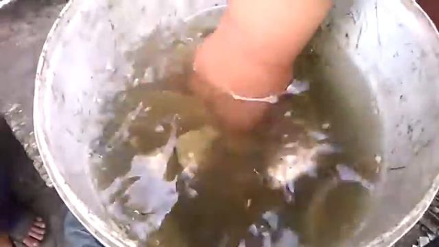 Местная рыбка смотреть онлайн