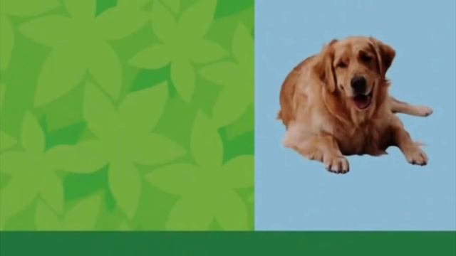 Baby Wordsworth 2005 VHS - Dog смотреть онлайн