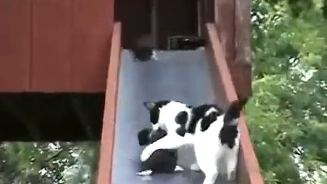 Котята катаются с горки, а мама кошка им помогает забраться обратно на горку Смешные котята смотреть онлайн