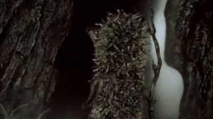 Лучший детский мультфильм "Ёжик в тумане"