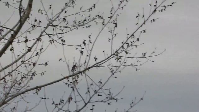 №5046 28 04 2024 Утки смотреть онлайн