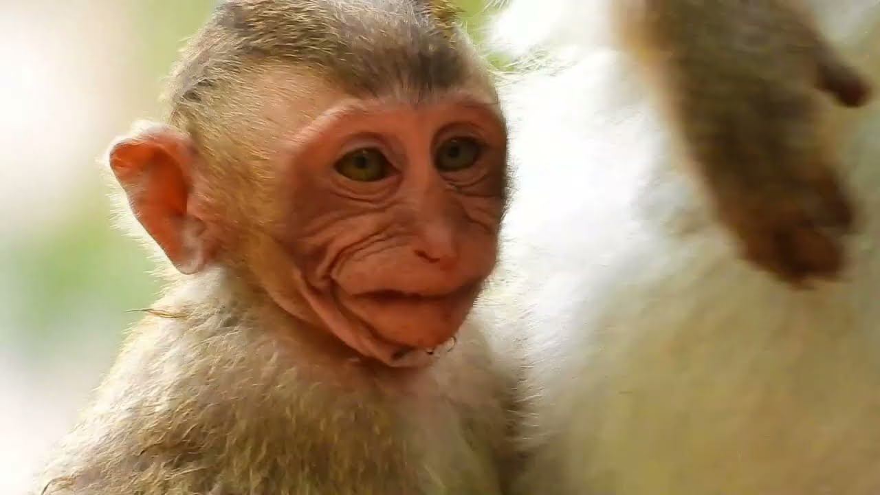 DON'T LAUGH ME. ADLER SHOW FUNNY FACE CRY ANGRY MOM STOP MILK HIM. смотреть онлайн