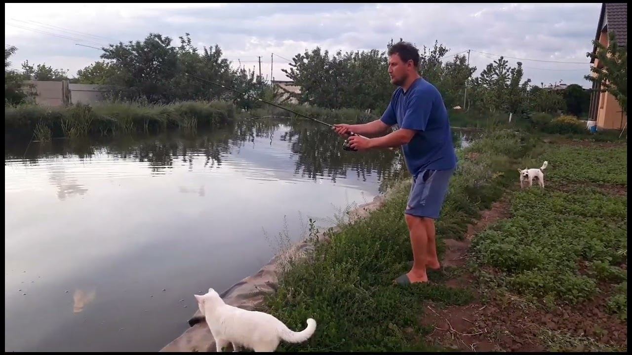 Рыбалочка на карпа. Карпы с икрой. смотреть онлайн