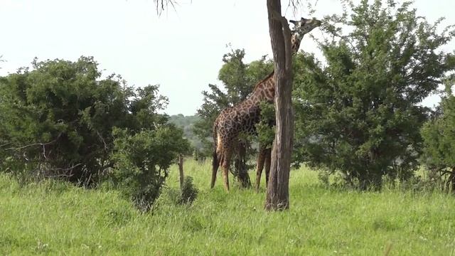 Tanzania Safari Day Four смотреть онлайн