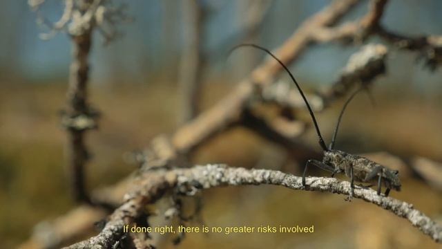 Life Taiga, short смотреть онлайн