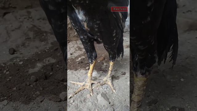 Obat cacingan untuk ayam. Day 89 смотреть онлайн