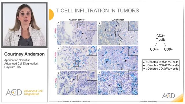 ACD RNAscope Assay for Immunotherapy study смотреть онлайн