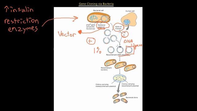 IMAT Biology Lesson 4.11 | Reproduction + Inheritance | Biotechnology смотреть онлайн