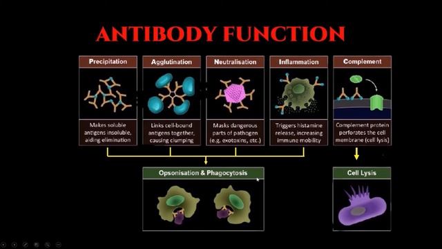 Antibodies Explained смотреть онлайн