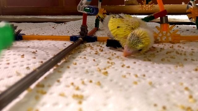 Baby budgie смотреть онлайн