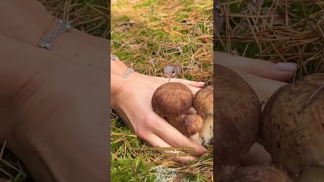 Тройной боровик! Грибники счастливы😁 triple #boletuspinophilus #белыйгриб #mushroomhunting смотреть онлайн