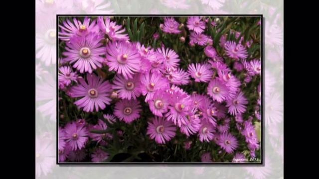 Fauna & Flora Malta 007 смотреть онлайн