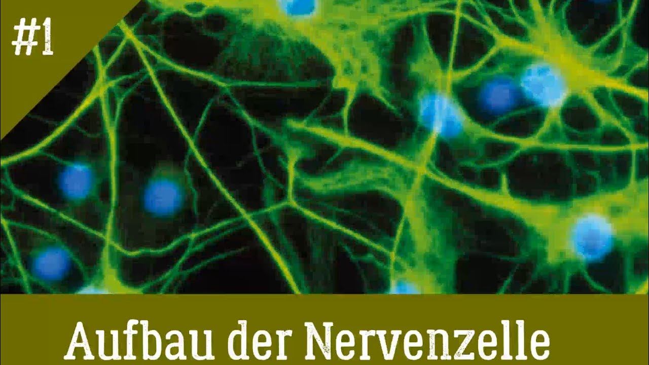 Neurologie: Aufbau der Nervenzelle смотреть онлайн