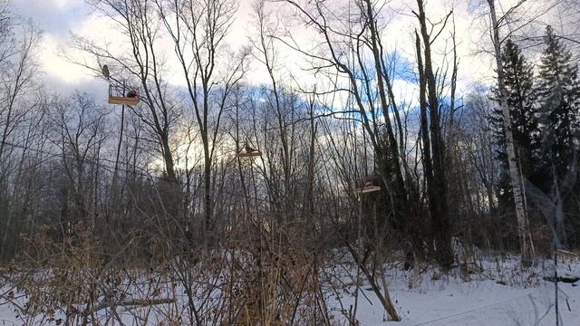 Ловля клестов 1.12.24. смотреть онлайн