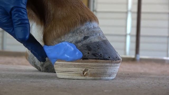 Equicast Application - Wood Shoe with Cast & Glue for Restoration of Foot Function смотреть онлайн
