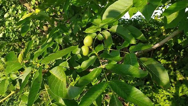 Очень красивая природа, музыка для отдыха/very beautiful nature, music for relax смотреть онлайн