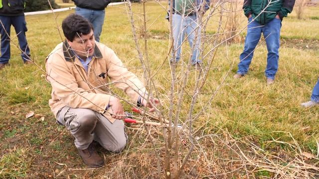 How to Prune Pomegranate Trees смотреть онлайн