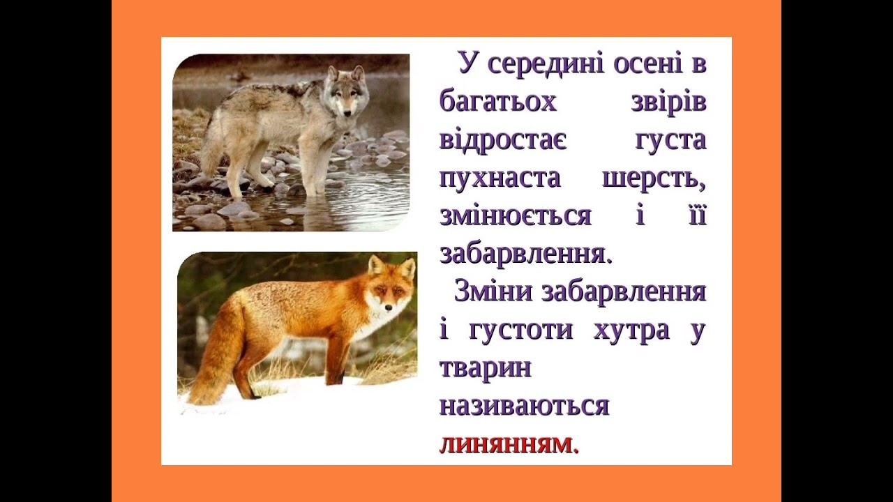 Як звірі готуються до зими? ЯДС, 2 клас смотреть онлайн