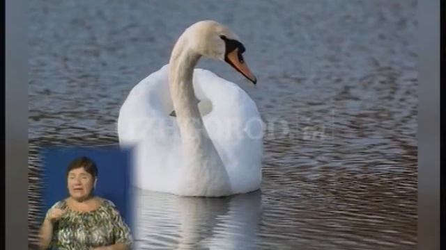 Лебеді-красені знову в Ужгороді смотреть онлайн