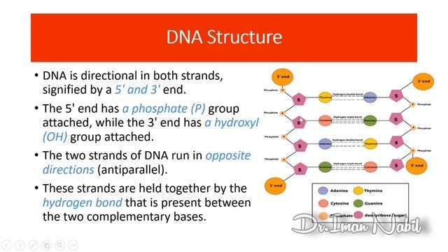 2-Structure of the human genome-Genetics смотреть онлайн