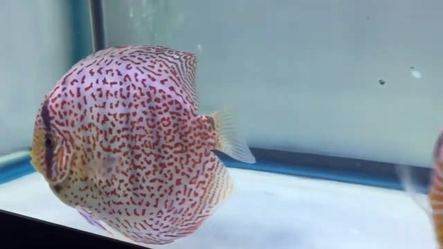Update 2/18 Clean and Clear смотреть онлайн