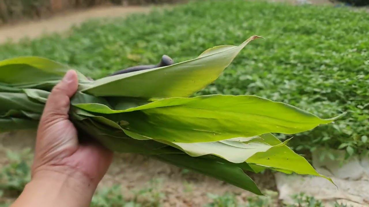 Vườn rau sạch ở nông thôn - Ngày nghỉ giải phóng miền nam và ngày quốc tế lao động смотреть онлайн