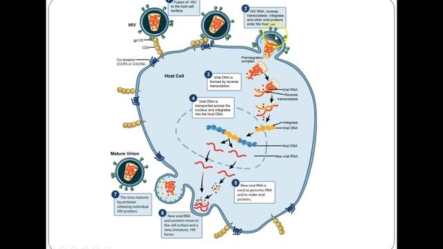 Aquired immunodeficiency смотреть онлайн