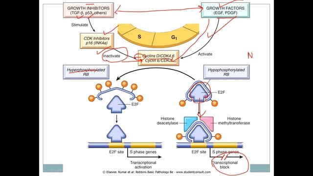 molecular basis of carcinogenesis 2 смотреть онлайн