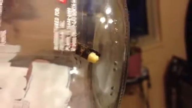 Lightning bug jar смотреть онлайн