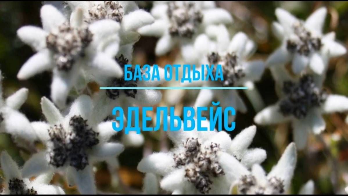 ЛЕЧЕНИЕ ПАНТОВЫМИ ВАННЫМИ НА АЛТАЕ смотреть онлайн