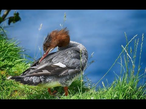 Bird of prey,parrots,pigeon,Birds with Amazing sounds смотреть онлайн