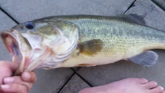 22 inch 6 lb largemouth bass loto смотреть онлайн
