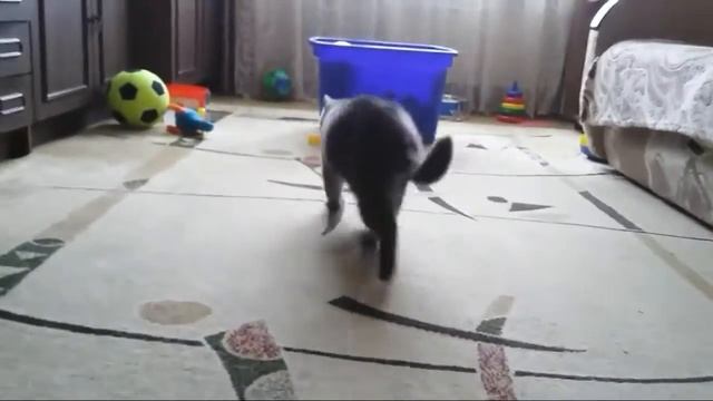One Day Of Cat's Life! смотреть онлайн