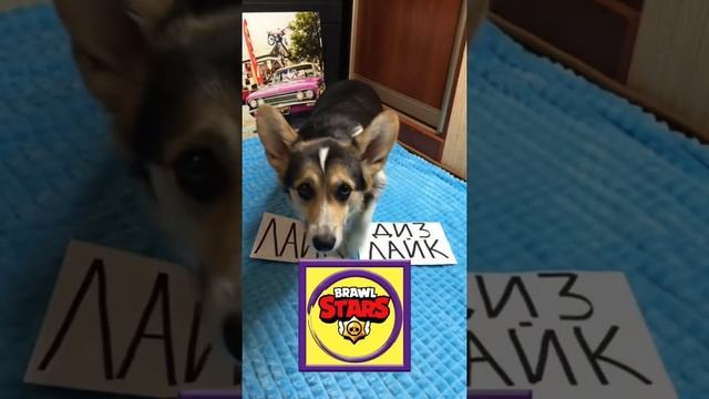 СМЕШНЫЕ ЖИВОТНЫЕ | КОРГИ ЛУНА ВЫБИРАЕТ ЛАЙК ИЛИ ДИЗЛАЙК | Roblox, Brawl Stars, Standoff 2 смотреть онлайн