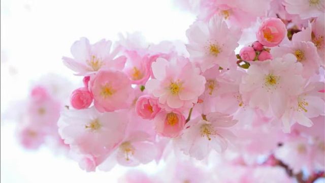 Beautiful relaxing music. Красивая расслабляющая музыка. смотреть онлайн