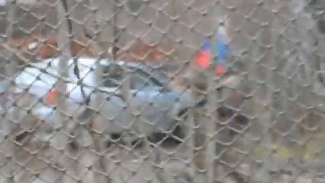 Мы победили(страйкбол) смотреть онлайн