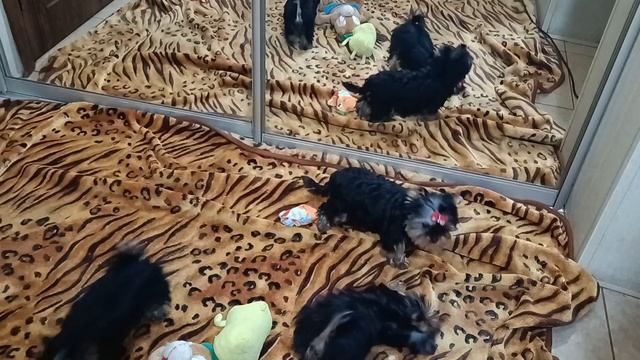 Щенки йорка смотреть онлайн