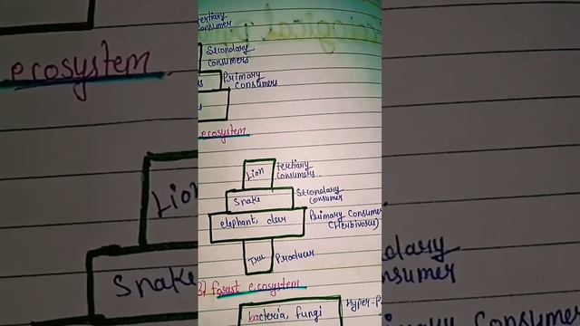 Ecological pyramids || types of pyramids || Msc (botany).#biology #shortvideo #viral #ecology смотреть онлайн