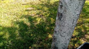 Обрабатываю 🌳🌳🌳Плодовые Деревья от Заболеваний!!!👍👍👍 Сильная Засуха.  18 мая 2023г💖.