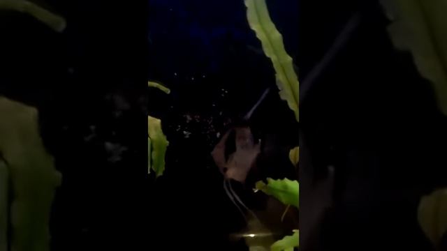 Семейная пара Скалярий / Domestic pair of Pterophyllum смотреть онлайн