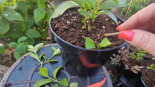 Откуда берутся нулевые побеги у МЕТЕЛЬЧАТОЙ ГОРТЕНЗИИ 🌿 Давайте разберемся 🤔🤔🤔Мое видение смотреть онлайн