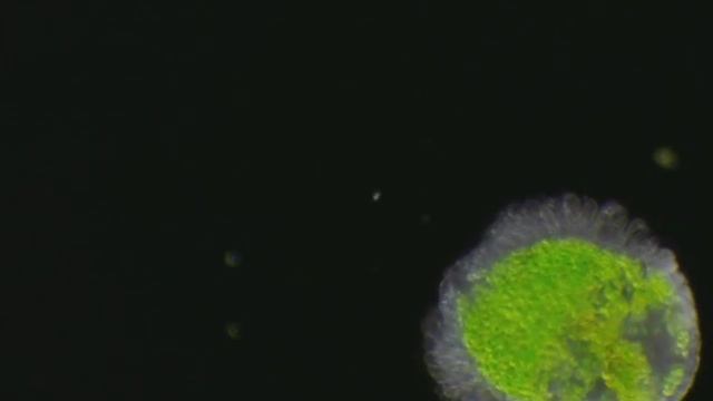 Regenerating Green Hydra is so elastic! смотреть онлайн