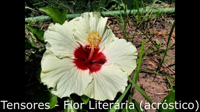 Tensores - Flor Literária (acróstico) смотреть онлайн