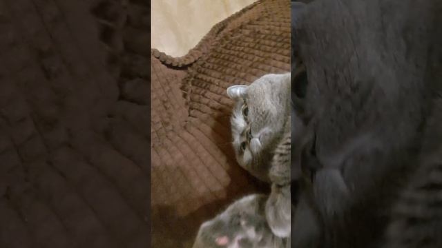 лежим с кошкой смотреть онлайн