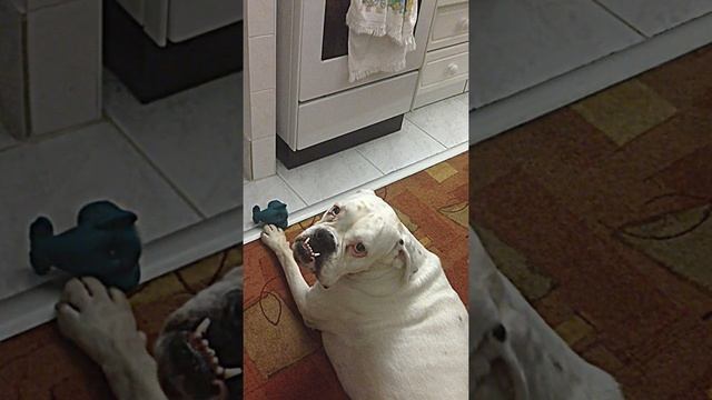 Stromae "Alors On Danse"- boxer смотреть онлайн